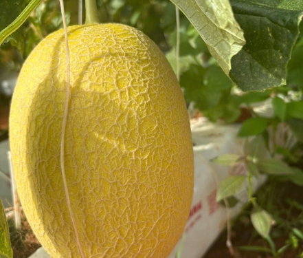 DƯA LƯỚI