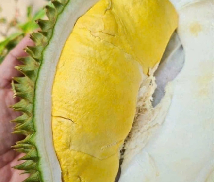 SẦU RIÊNG