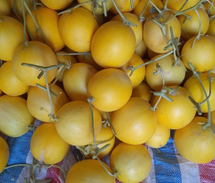DƯA LÊ HOÀNG KIM