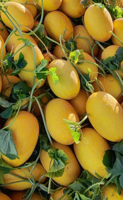 TRÁI CÂY TƯƠI
